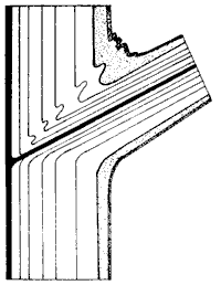 cross section of tree trunk