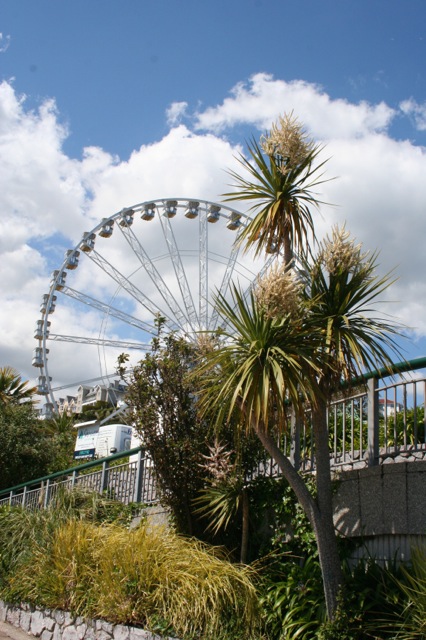 cabbage tree in Torquay