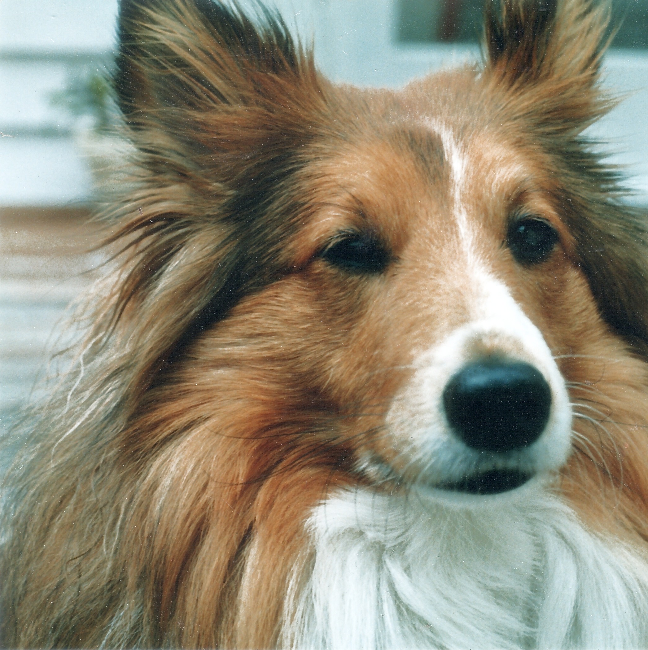 Jessie, a sheltie we used to own