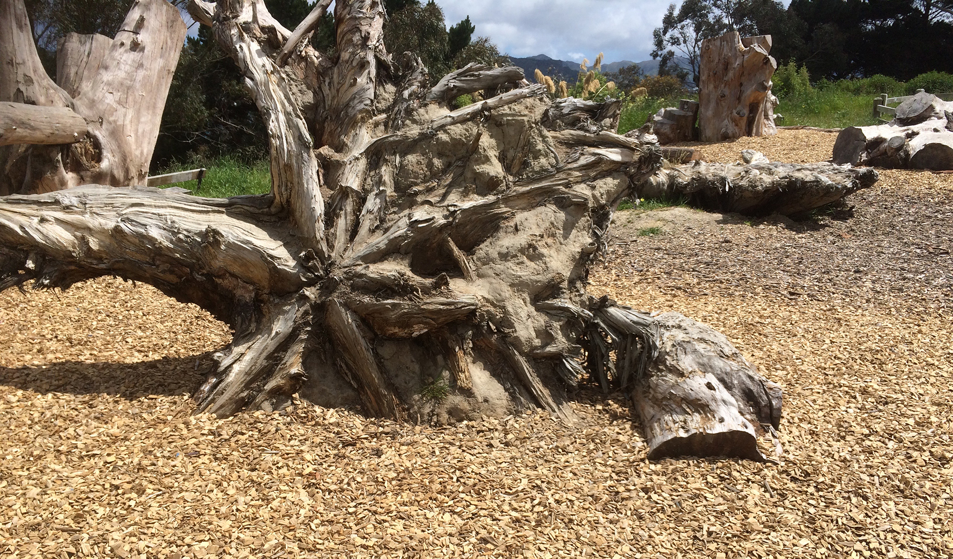 rootball of a felled pine