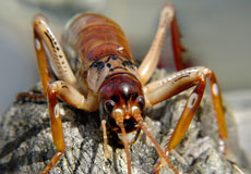 a weta, a type of cricket